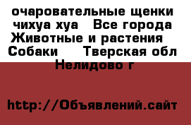 очаровательные щенки чихуа-хуа - Все города Животные и растения » Собаки   . Тверская обл.,Нелидово г.